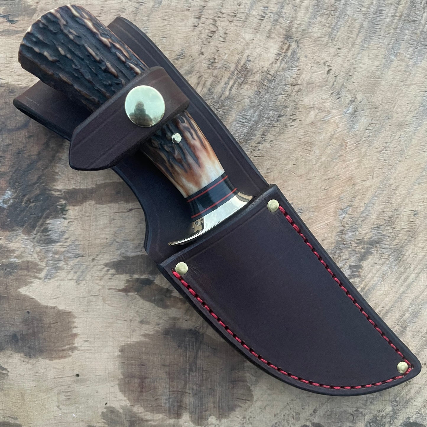 Premium AAA Sambar Stag South Dakota Caper