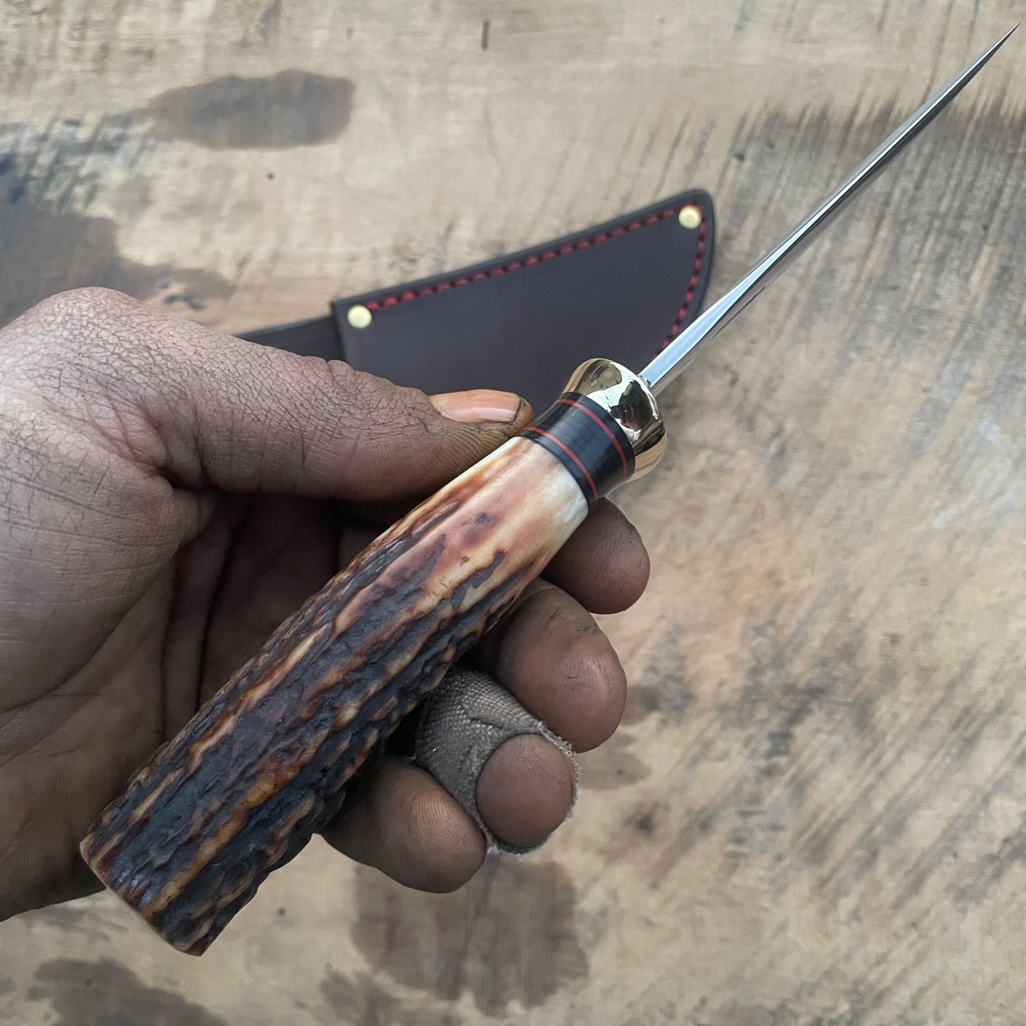 Premium AAA Sambar Stag South Dakota Caper