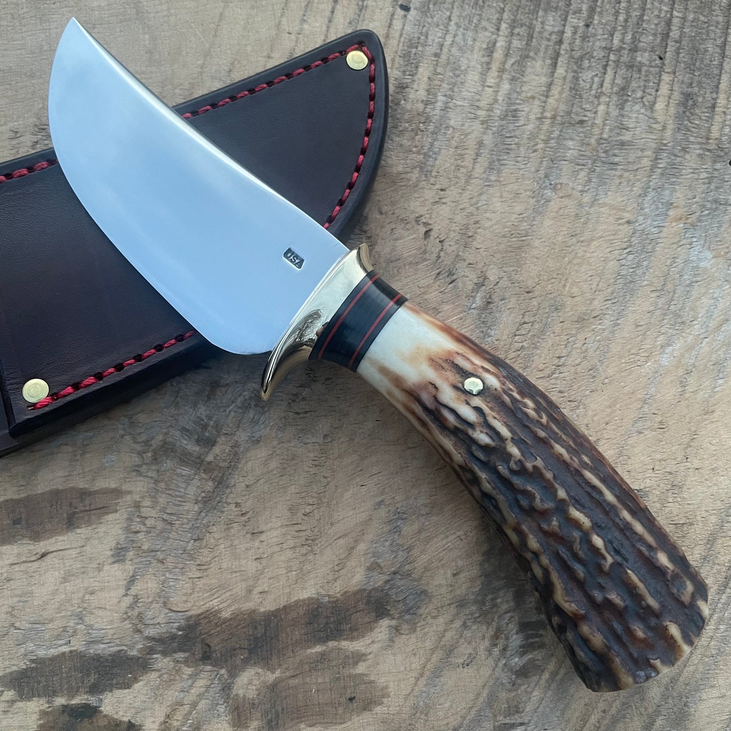 Premium AAA Sambar Stag South Dakota Caper