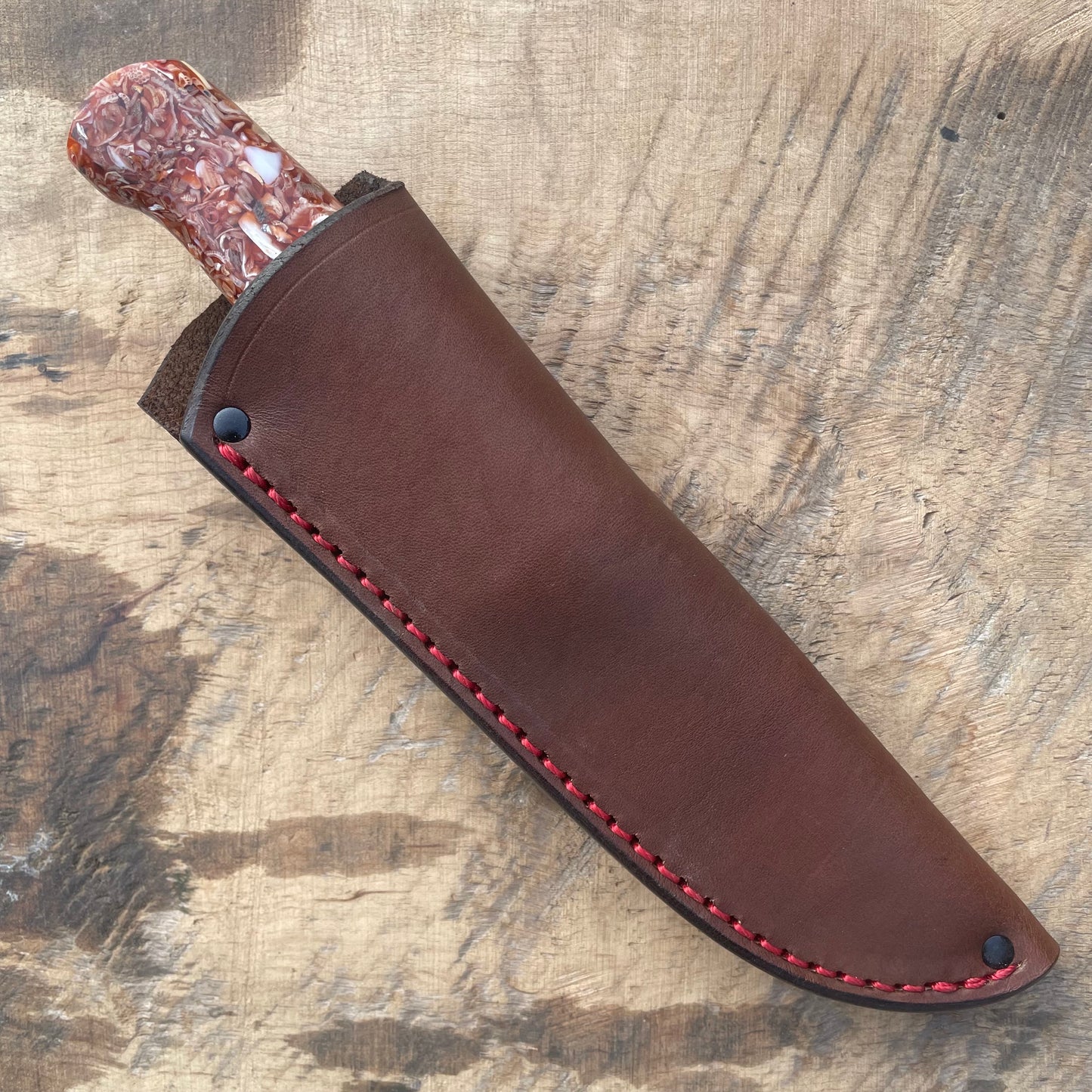 Premium Sea shell Michigan trout