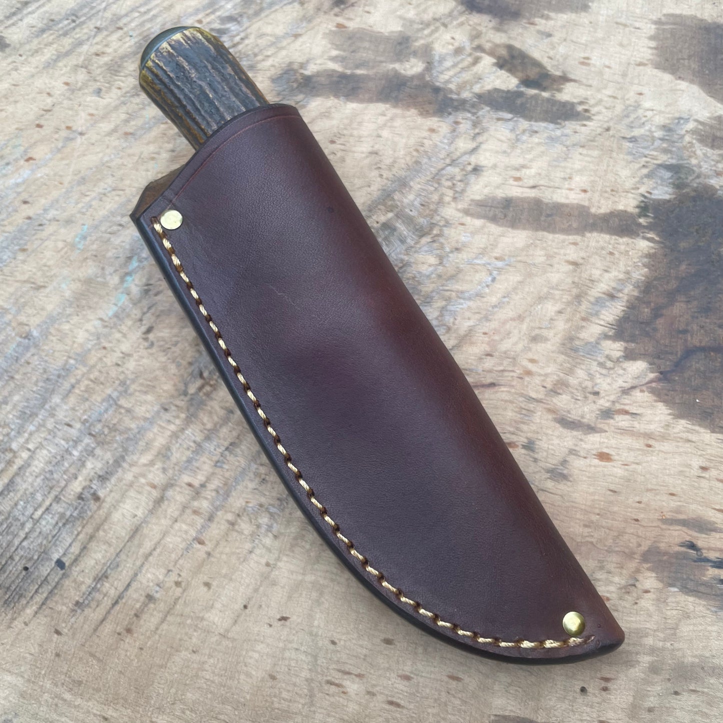 Premium Sambar Stag South Dakota Caper